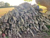 PILE OF LOGS/TIMBER (3)