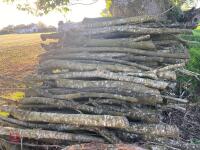 PILE OF LOGS/TIMBER (3) - 4