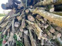 PILE OF LOGS/TIMBER (2) - 7