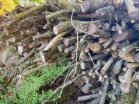 PILE OF LOGS/TIMBER (1) - 2