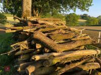 PILE OF LOGS/TIMBER (1) - 3