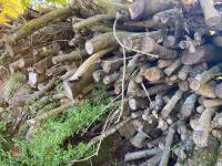 PILE OF LOGS/TIMBER (1) - 5