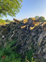 PILE OF LOGS/TIMBER (1) - 7