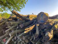 PILE OF LOGS/TIMBER (1) - 10