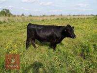 2 DEXTER STEERS (BIDS PER LIFE)