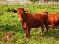 2 DEXTER STEERS (BIDS PER LIFE) - 2