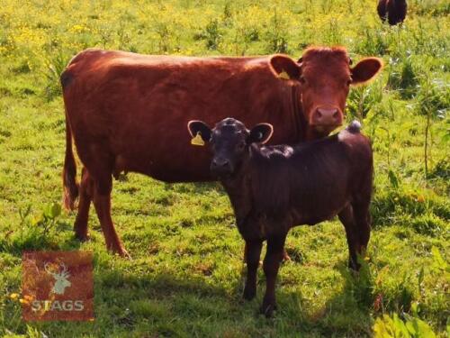 DEXTER COW WITH DEXTER HEIFER CALF (PRICE FOR THE OUTFIT)