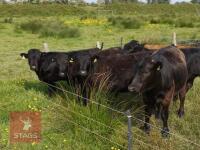 4 DEXTER HEIFERS (BIDS PER LIFE)