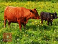 DEXTER COW WITH DEXTER STEER CALF (PRICE FOR THE OUTFIT)