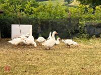 4 UNSEXED GOSLINGS (BIDDING FOR WHOLE LOT) - 4