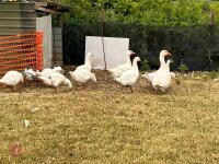 4 UNSEXED GOSLINGS (BIDDING FOR WHOLE LOT) - 7