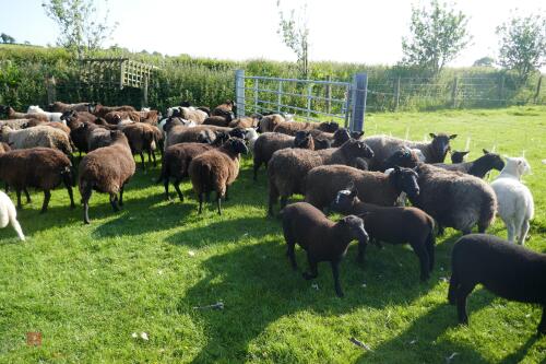 30 BLACK CONTINENTAL X EWES + 40 BLACK BELTEX X LAMBS (BIDS PER LIFE)