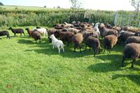 30 BLACK CONTINENTAL X EWES + 40 BLACK BELTEX X LAMBS (BIDS PER LIFE) - 2