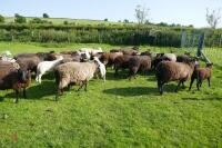 30 BLACK CONTINENTAL X EWES + 40 BLACK BELTEX X LAMBS (BIDS PER LIFE) - 3