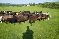 30 BLACK CONTINENTAL X EWES + 40 BLACK BELTEX X LAMBS (BIDS PER LIFE) - 4