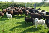 30 BLACK CONTINENTAL X EWES + 40 BLACK BELTEX X LAMBS (BIDS PER LIFE) - 5