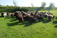 30 BLACK CONTINENTAL X EWES + 40 BLACK BELTEX X LAMBS (BIDS PER LIFE) - 7