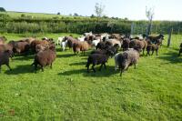 30 BLACK CONTINENTAL X EWES + 40 BLACK BELTEX X LAMBS (BIDS PER LIFE) - 8