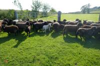 30 BLACK CONTINENTAL X EWES + 40 BLACK BELTEX X LAMBS (BIDS PER LIFE) - 9