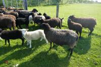 30 BLACK CONTINENTAL X EWES + 40 BLACK BELTEX X LAMBS (BIDS PER LIFE) - 10