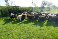 30 BLACK CONTINENTAL X EWES + 40 BLACK BELTEX X LAMBS (BIDS PER LIFE) - 11