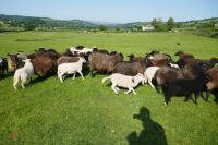 30 BLACK CONTINENTAL X EWES + 40 BLACK BELTEX X LAMBS (BIDS PER LIFE) - 12