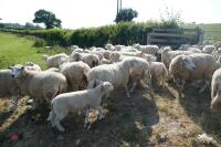 30 6T/FM TEXEL X EWES + 37 TEXEL X LAMBS (BIDS PER LIFE)