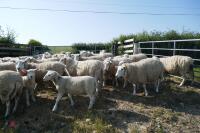 30 6T/FM TEXEL X EWES + 37 TEXEL X LAMBS (BIDS PER LIFE) - 3