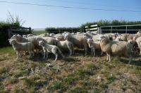 30 6T/FM TEXEL X EWES + 37 TEXEL X LAMBS (BIDS PER LIFE) - 4