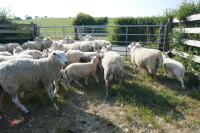 30 6T/FM TEXEL X EWES + 37 TEXEL X LAMBS (BIDS PER LIFE) - 5