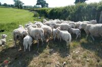 30 6T/FM TEXEL X EWES + 37 TEXEL X LAMBS (BIDS PER LIFE) - 6