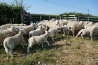 30 6T/FM TEXEL X EWES + 37 TEXEL X LAMBS (BIDS PER LIFE) - 7