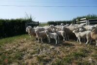 30 6T/FM TEXEL X EWES + 37 TEXEL X LAMBS (BIDS PER LIFE) - 8