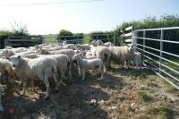 30 6T/FM TEXEL X EWES + 37 TEXEL X LAMBS (BIDS PER LIFE) - 9