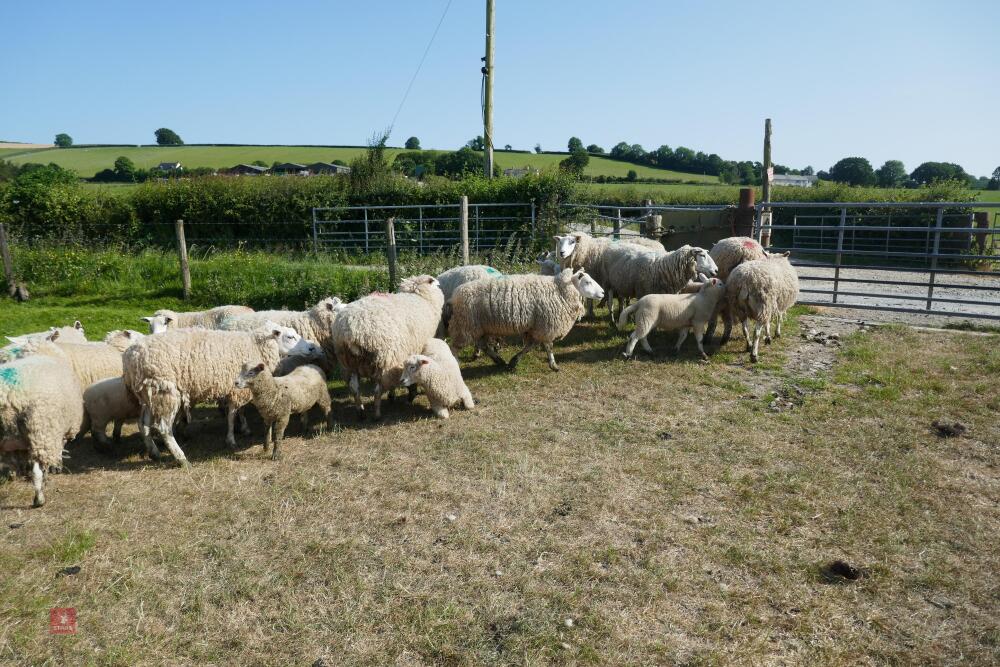 14 6T/FM TEXEL X EWES + 18 TEXEL X LAMBS (BIDS PER LIFE)