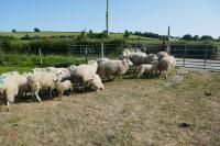 14 6T/FM TEXEL X EWES + 18 TEXEL X LAMBS (BIDS PER LIFE)