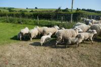 14 6T/FM TEXEL X EWES + 18 TEXEL X LAMBS (BIDS PER LIFE) - 2