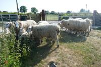 14 6T/FM TEXEL X EWES + 18 TEXEL X LAMBS (BIDS PER LIFE) - 3