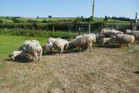 14 6T/FM TEXEL X EWES + 18 TEXEL X LAMBS (BIDS PER LIFE) - 5