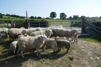 14 6T/FM TEXEL X EWES + 18 TEXEL X LAMBS (BIDS PER LIFE) - 6