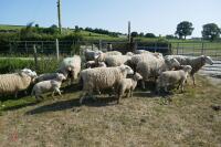 14 6T/FM TEXEL X EWES + 18 TEXEL X LAMBS (BIDS PER LIFE) - 7