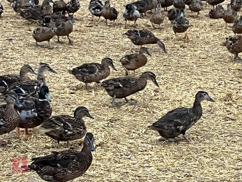 400 EX LAY MALLARD DUCKS (BIDS FOR WHOLE LOT)