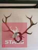 RED DEER ANTLERS MOUNTED ON SHIELD