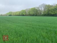 27 ACRES OF WHOLECROP OATS