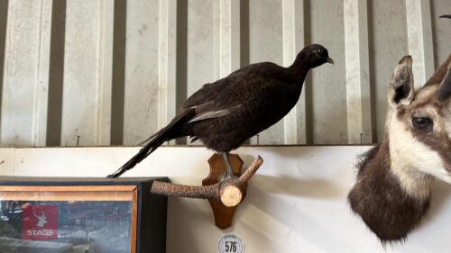 BLACK HEN PHEASANT