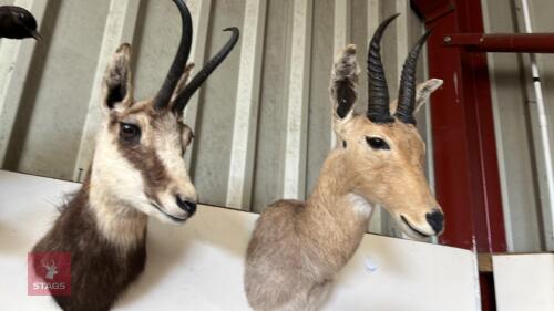 MOUNTED RED BUCK