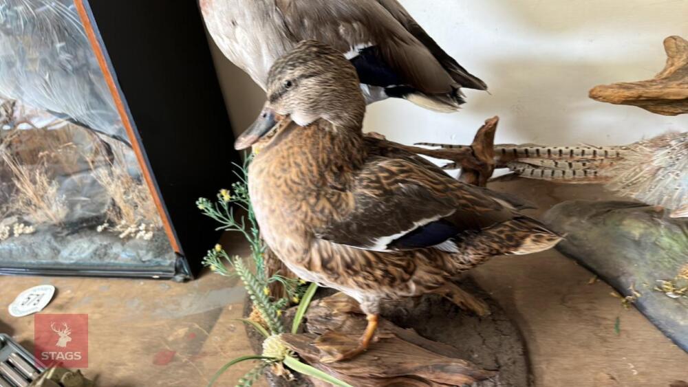 PAIR OF MALLARD DUCKS