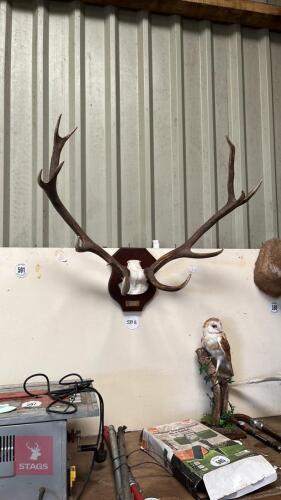 MOUNTED RED STAG ANTLERS