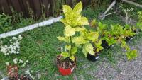 JAPONICA SHRUB - 3