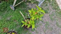 HYDRANGIA SHRUB - 2